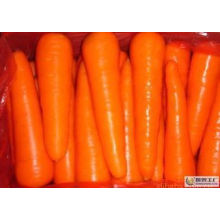 Топка нового урожая свежей моркови (сорт М)